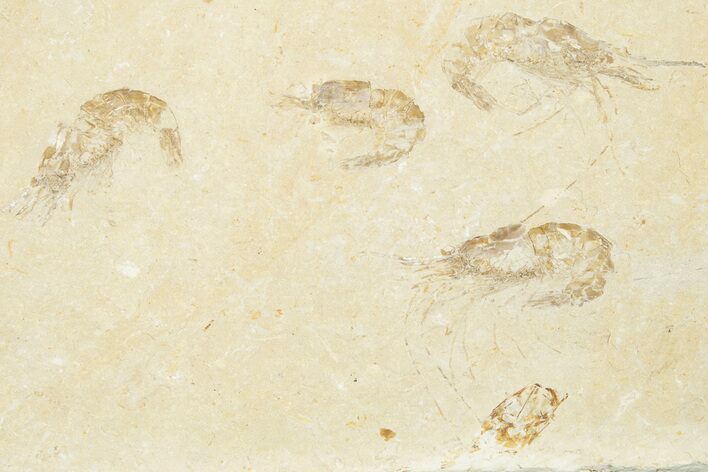 Four Cretaceous Fossil Shrimp - Hjoula, Lebanon #201359